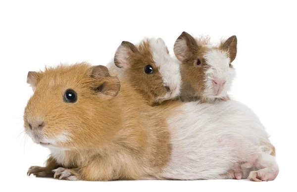 Мать-морская свинья и два ее ребенка на белом фоне — стоковое фото