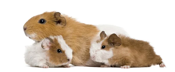 Guinea pig family in front of white background — Stock Photo, Image