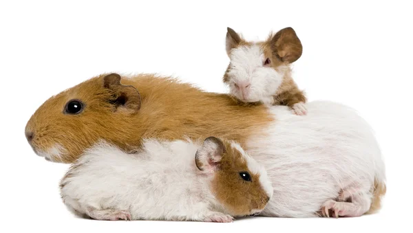 Guinea pig family in front of white background — Stock Photo, Image