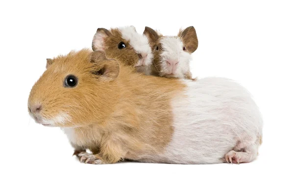 Madre Guinea Pig e i suoi due bambini sullo sfondo bianco — Foto Stock