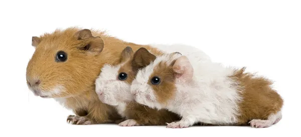 Meerschweinchenmutter und ihre beiden Babys vor weißem Hintergrund — Stockfoto