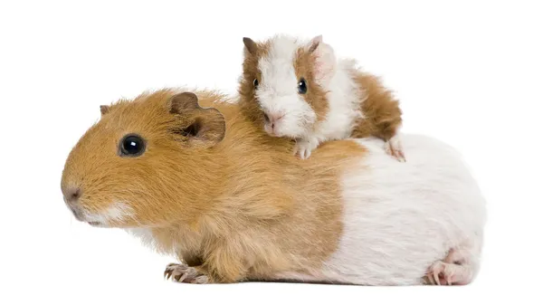 Guinea pig and her baby in front of white background — Stock Photo, Image