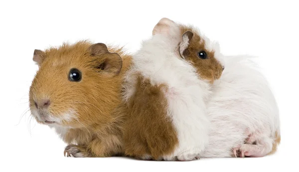 Mother Guinea Pig and her baby against white background — Stock Photo, Image
