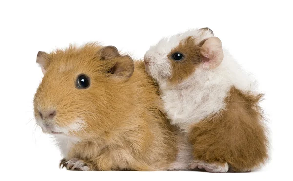 Mother Guinea Pig and her baby against white background — Stock Photo, Image