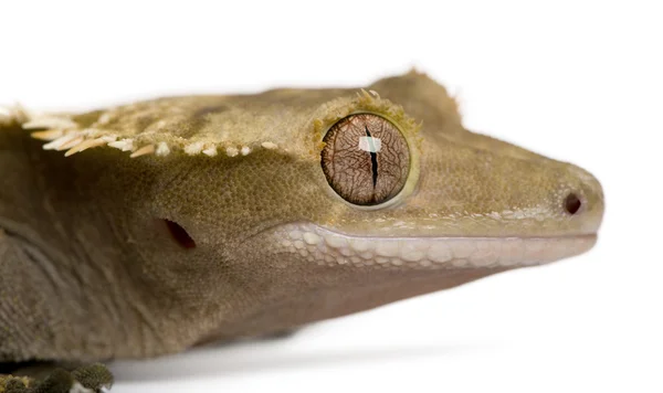 Gecko crête de Nouvelle-Calédonie sur fond blanc — Photo