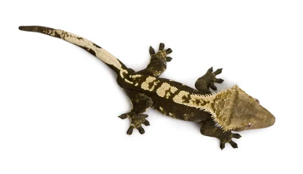 Yeni Kaledonya gecko beyaz arka plan tepeli — Stok fotoğraf