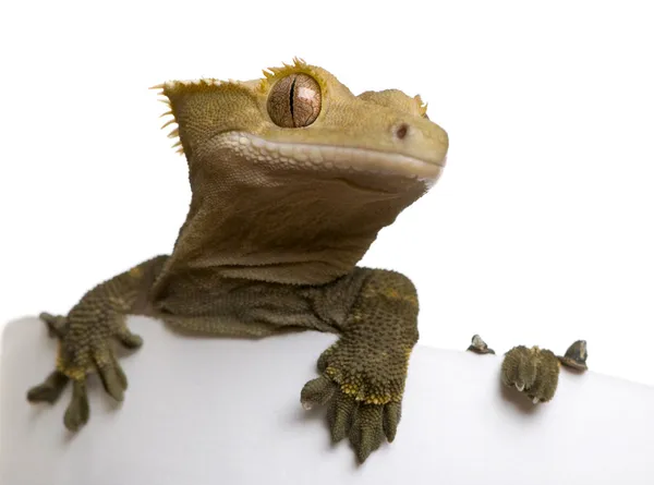 Nové caledonian chocholatý gecko proti Bílému pozadí — Stock fotografie