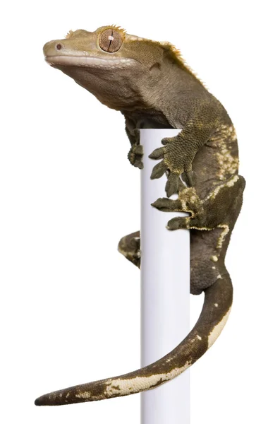 New Caledonian Crested Gecko, Rhacodactylus ciliatus climbing pole in front of white background — Stock Photo, Image