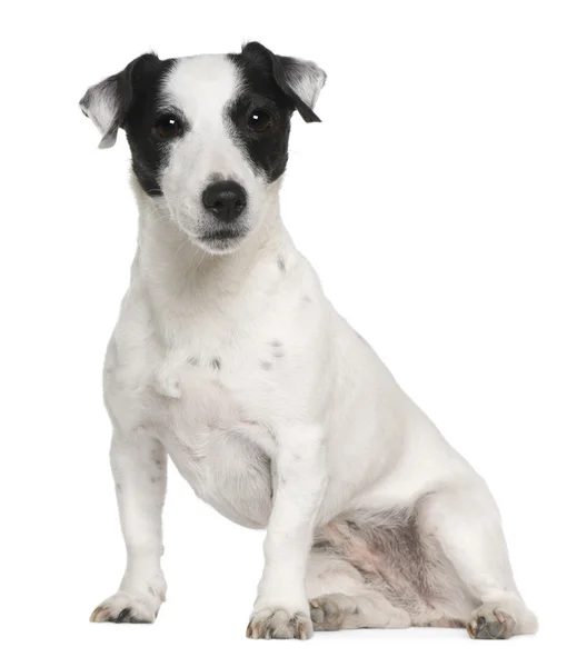 Jack Russell terrier, 7 años, sentado frente al fondo blanco —  Fotos de Stock