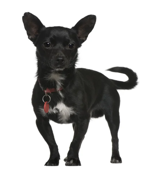 Chihuahua, 3 года, стоит на белом фоне — стоковое фото