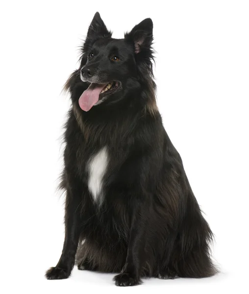 Bastard, 4 years old, sitting in front of white background — Stock Photo, Image