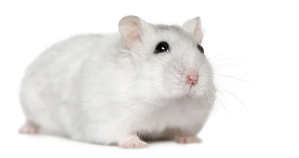 Hamster, 6 meses, na frente do fundo branco — Fotografia de Stock