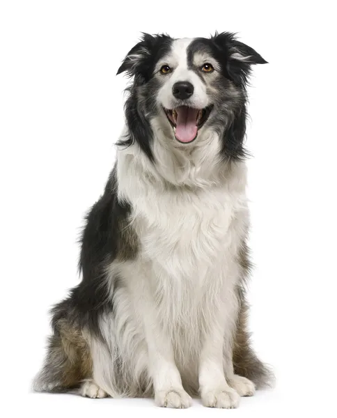 Border collie, 3 years old, lying in front of white background — Stock Photo, Image