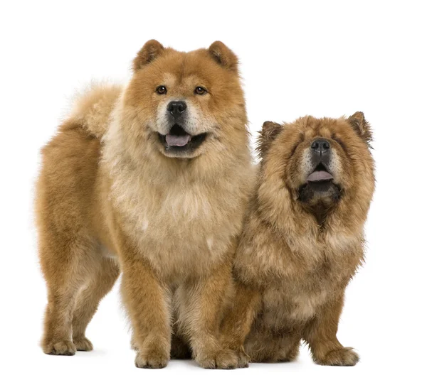 Chow chow, 5 and 6 years old, standing in front of white background — Stock Photo, Image