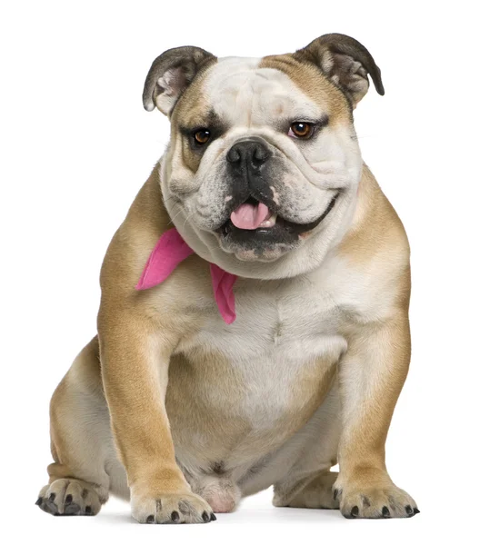 stock image English bulldog, 11 months old, sitting in front of white background