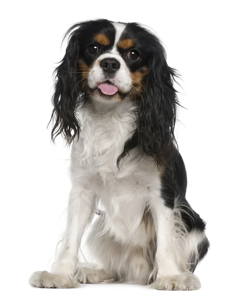 Cavalier king Charles spaniel, 1 year old, sitting in front of white background — Stock Photo, Image