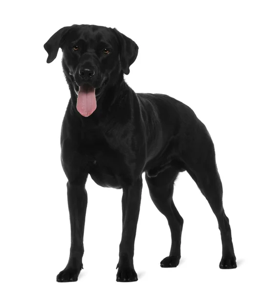 Labrador, 3 years old, standing in front of white background — Stock Photo, Image