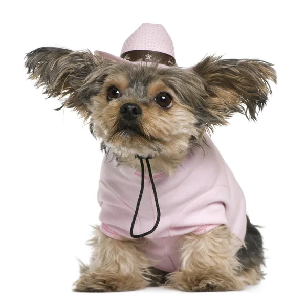 ヨークシャー テリア 2 歳、服を着て、白い背景の前に座っているピンク カウボーイ帽子をかぶっています。 — ストック写真