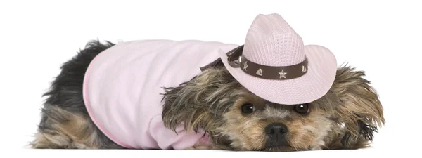 Yorkshire terriër, 2 jaar oud, gekleed en dragen van een roze cowboy hoed liggen voor witte achtergrond — Stockfoto