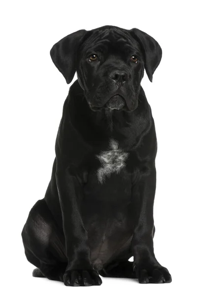 Cane corso puppy, 3 months old, sitting in front of white background — Stock Photo, Image