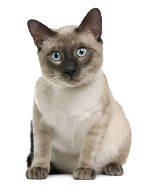 Siamese cat, 8 months old, sitting in front of white background — Stock Photo, Image