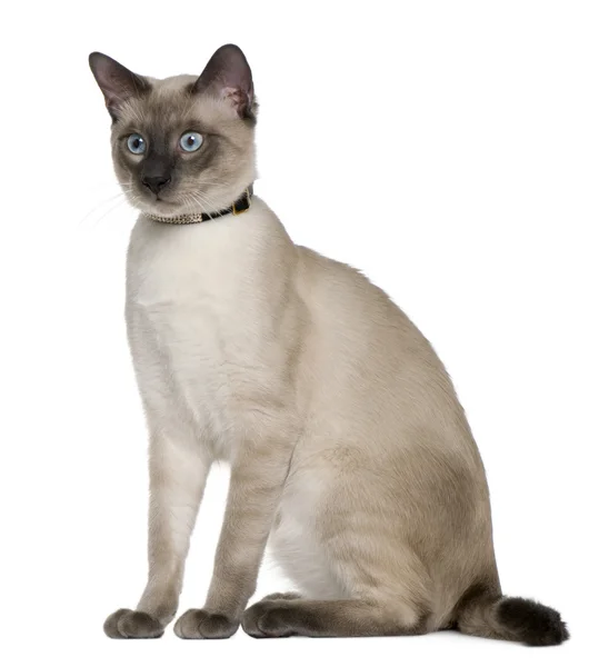 Siamese kat, 8 maanden oud, zit op witte achtergrond — Stockfoto