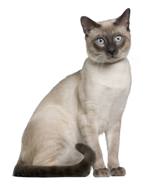 Siamese cat, 8 months old, sitting in front of white background