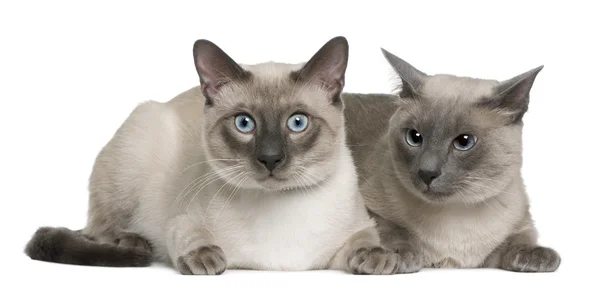 Siamese cat, 3 years old and 8 months old, lying in front of white background — Stock Photo, Image