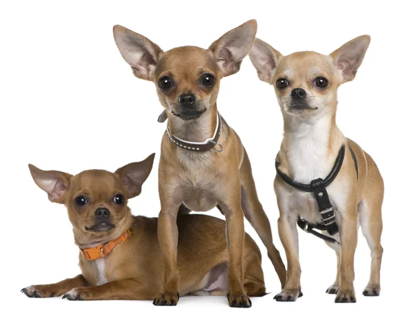 Chihuahua, 12 hónap, 12 hónap, és 6 hónapos, álló és fekvő fehér háttér előtt — Stock Fotó