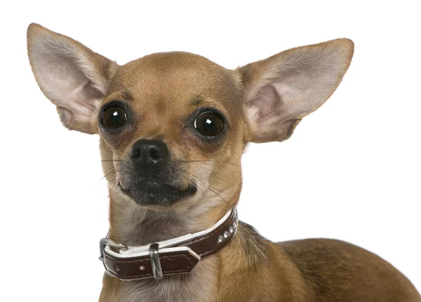 Chihuahua, 12 months old, close up against white background — Stock Photo, Image