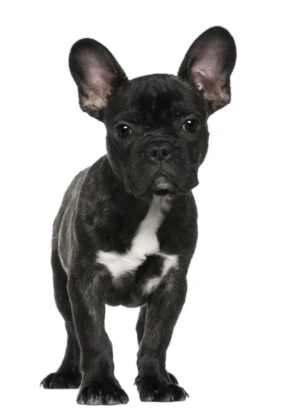 Bulldog francés cachorro —  Fotos de Stock