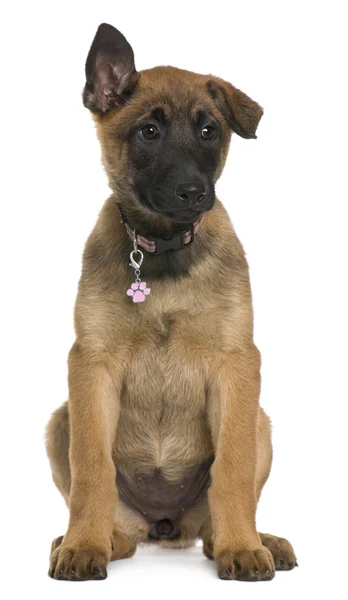 Belgian shepherd puppy, 3 months old, sitting in front of white background — Stock Photo, Image
