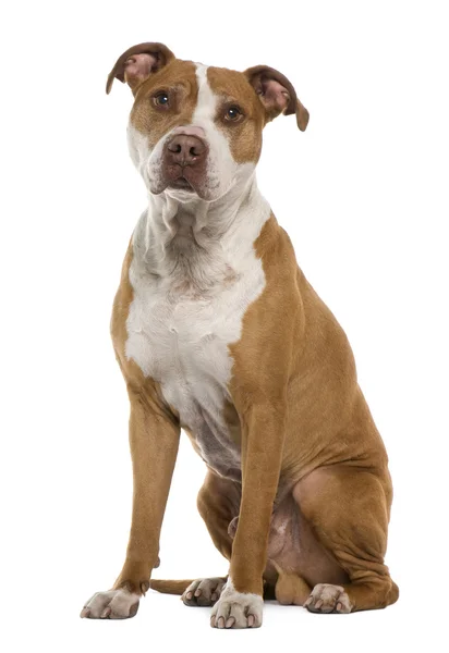 American Staffordshire terrier, — Stock Photo, Image