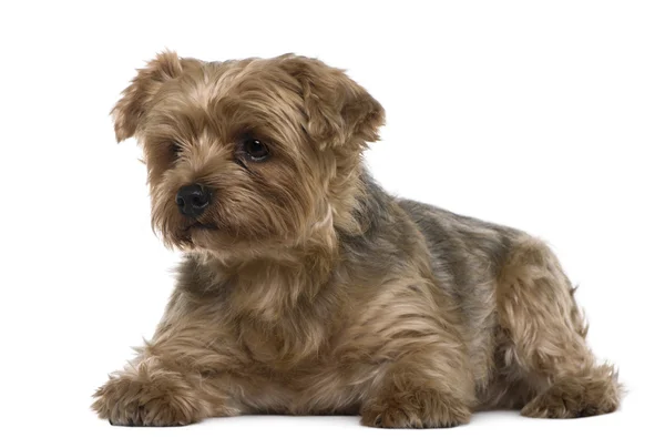 Yorkshire terrier, 6 years old, lying in front of white background — Stock Photo, Image