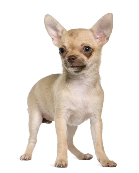Chihuahua cachorro, 5 meses de edad, de pie delante de fondo blanco — Foto de Stock