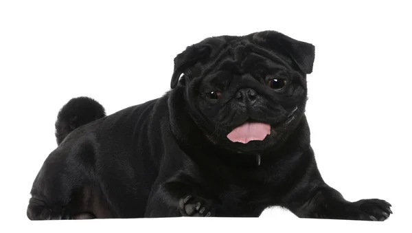 Pug, 2 years old, lying in front of white background — Stock Photo, Image