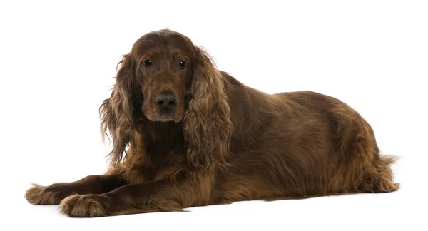 Irish setter, 8 years old, lying in front of white background — Stock Photo, Image