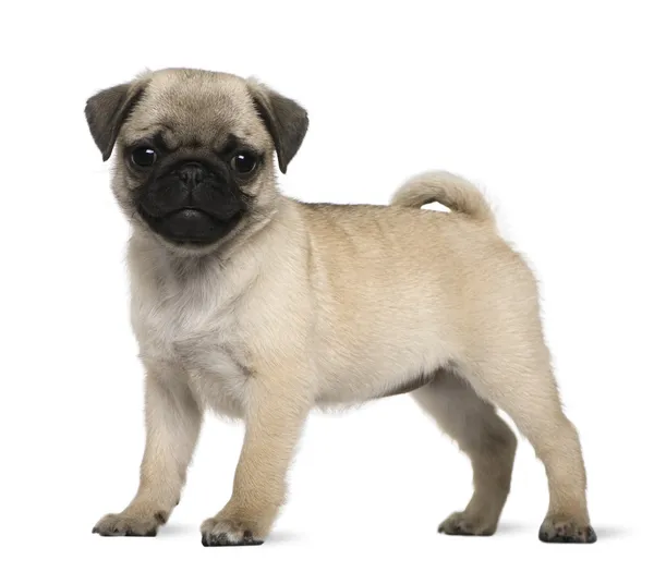 Pug puppy, 3 months old, standing in front of white background — Stock Photo, Image