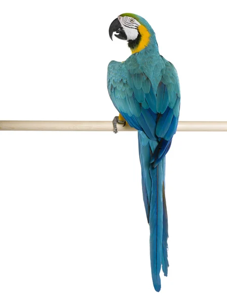 Junger blaugelber Ara, der vor weißem Hintergrund hockt — Stockfoto