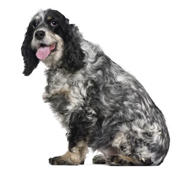 Cocker spaniel, 9 years old, sitting in front of white background — Stock Photo, Image