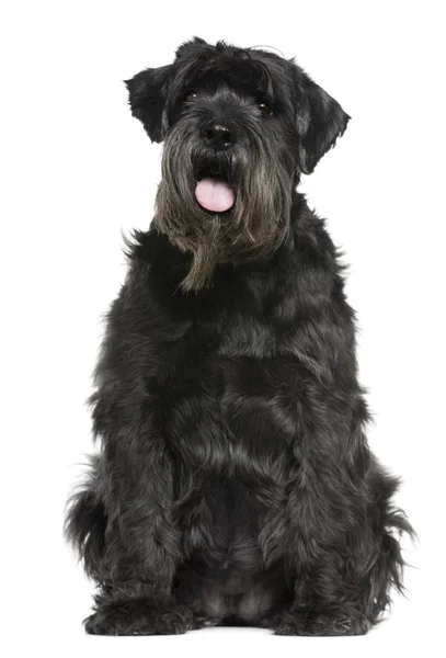 Schnauzer, 6 years old, sitting in front of white background — Stock Photo, Image