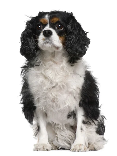 Cavalier king Charles, 6 years old, sitting in front of white ba — Stock Photo, Image