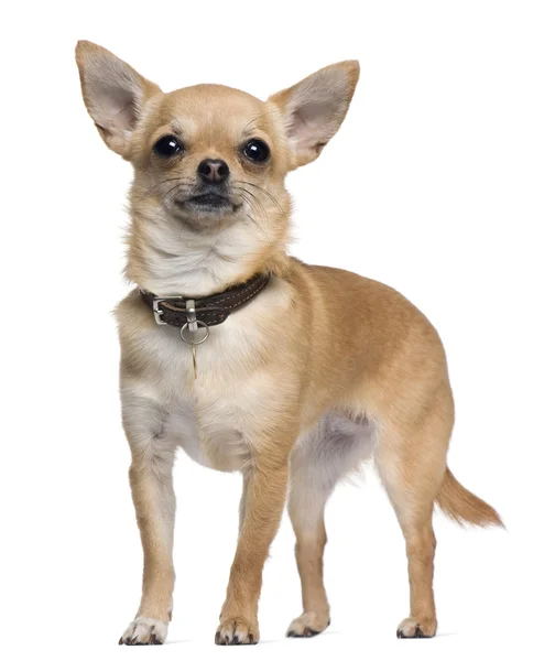 Chihuahua, 2 éves, fehér háttér előtt áll — Stock Fotó