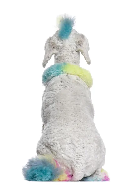 Visão traseira de Poodle com cabelo multicolorido, 12 meses, sitt — Fotografia de Stock
