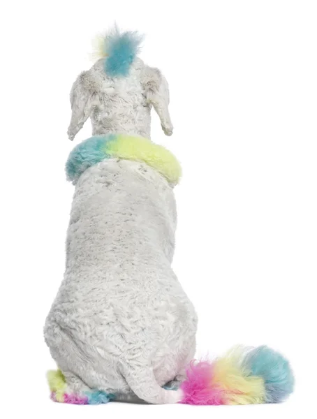 Vista posteriore di Barboncino con capelli multicolori, 12 mesi, seduta — Foto Stock
