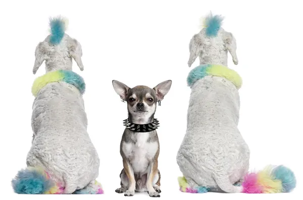 Vue arrière de caniches colorées avec mohawks et Chihuahua avec tarte — Photo