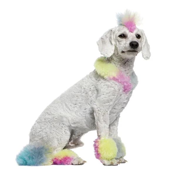 Poodle with multi-colored hair, 12 months old, sitting in front — Stock Photo, Image
