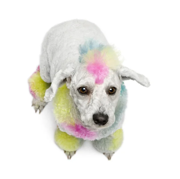 Poodle with multi-colored hair, 12 months old, sitting in front — Stock Photo, Image