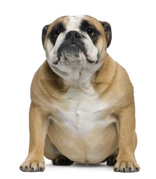 English Bulldog, 3 years old, sitting in front of white background — Stock Photo, Image