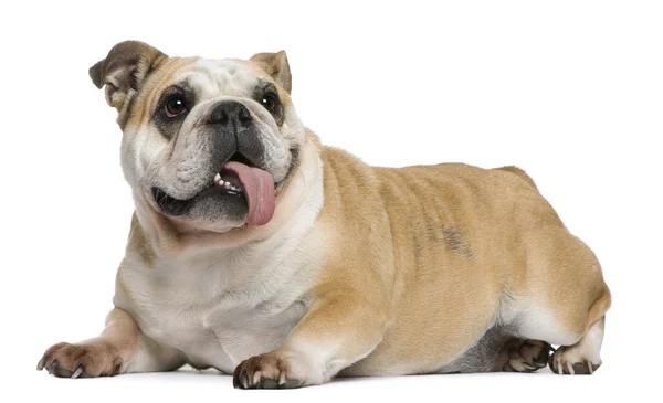 Engels bulldog, 3 jaar oud, zit op witte achtergrond — Stockfoto